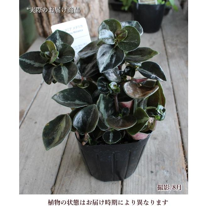 ペペロミア メタリカ 観葉植物 多肉植物 寄せ植え カラーリーフ リーフプランツ 光沢 カラーラベル付き 3号ポット 石川園芸 インテリア Na 096 アグレアーブル花や 通販 Yahoo ショッピング