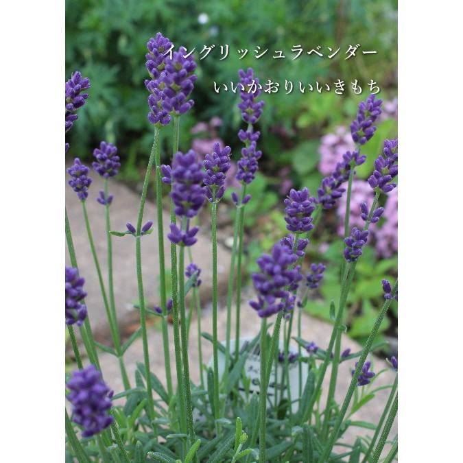 ラミウム スターリングイエロー 2 5号 7 5cmポット タキイ 花苗 宿根草 寄せ植え ギャザリング グランドカバー Na 102 アグレアーブル花や 通販 Yahoo ショッピング