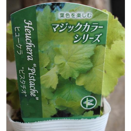 ヒューケラ苗 挿し木苗 シェードガーデン 下草 ヒューケラ ドルチェ 宿根草 お洒落なカラーリーフ 寄せ植え 3.5号 苗