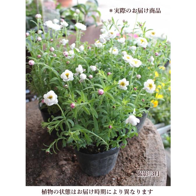 花かんざし 3号ポット 2個セット ヘリクリサム ローダンセ ドライフラワーにできます Na 112 アグレアーブル花や 通販 Yahoo ショッピング