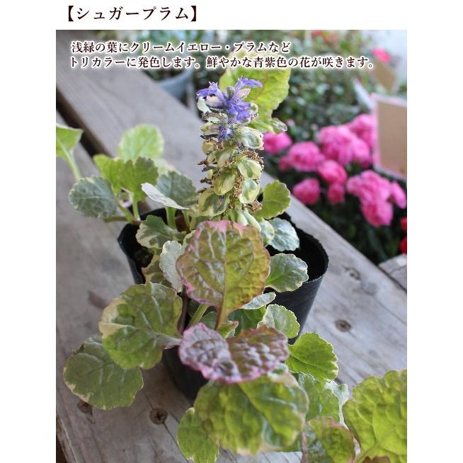 アジュガ レプタンス 3号ポット Na 124 アグレアーブル花や 通販 Yahoo ショッピング