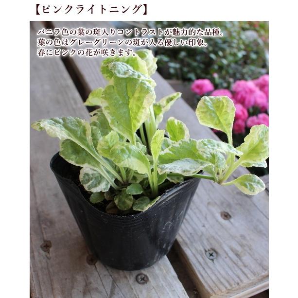 アジュガ レプタンス 3号ポット Na 124 アグレアーブル花や 通販 Yahoo ショッピング