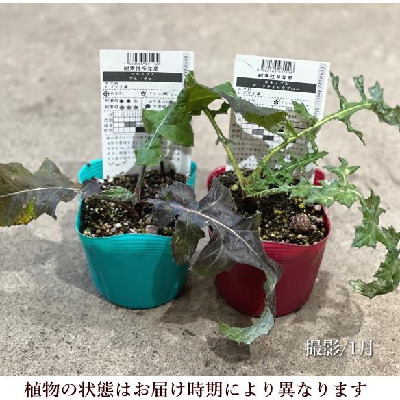 エキノプス 瑠璃玉あざみ 3.5号 宿根草 ハリネズミのような形状