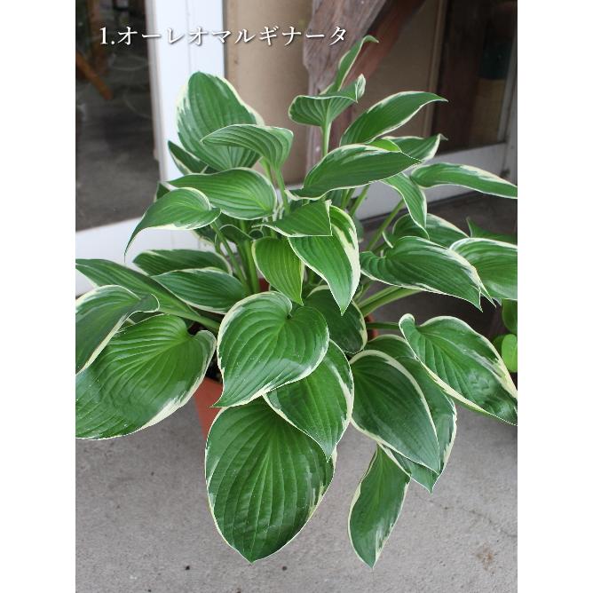 ホスタ ギボウシ 花 苗 宿根草 多年草 シェードガーデン ホスタ ギボウシ 8号 シェードガーデン 夏の花 カラーリーフ 多年草