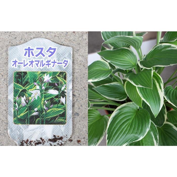 ホスタ ギボウシ 8号 シェードガーデン 夏の花 カラーリーフ 多年草
