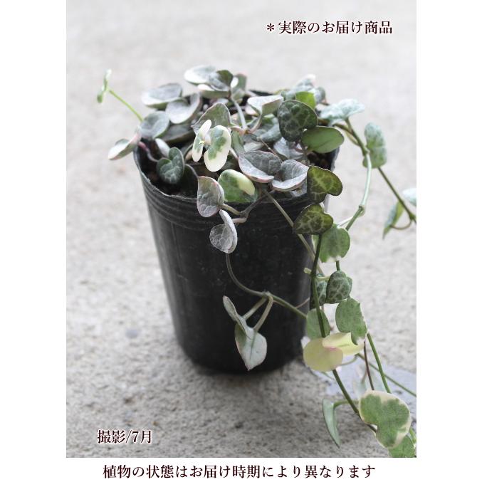 ハートかずら レディハート 3 5号ポット苗 観葉植物 多肉植物 Na 138 アグレアーブル花や 通販 Yahoo ショッピング