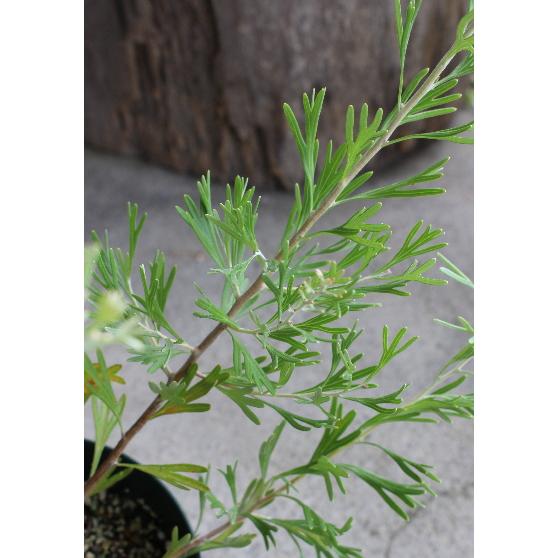 グレヴィレア 花木 庭木 オーストラリア原産 非耐寒性小低木 ガーデニング お洒落 人気品種 Na 139 アグレアーブル花や 通販 Yahoo ショッピング