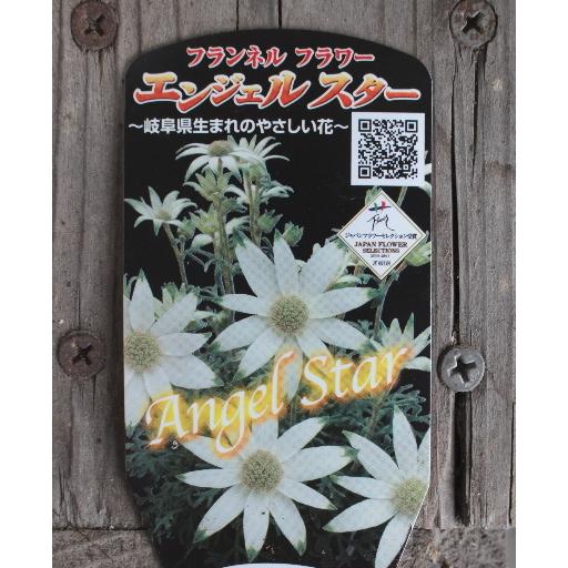 フランネルフラワー エンジェルスター 3 5号 草花 お洒落 Na 145 アグレアーブル花や 通販 Yahoo ショッピング