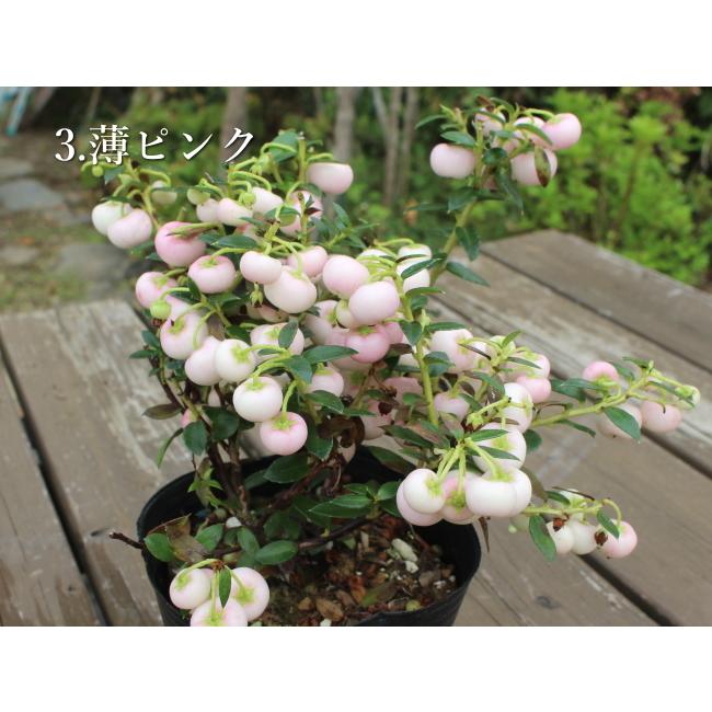 ハッピーベリー パールツリー 真珠の木 デコベリー ペルネチア ペルネティア 3号ポット苗 Na 151 アグレアーブル花や 通販 Yahoo ショッピング