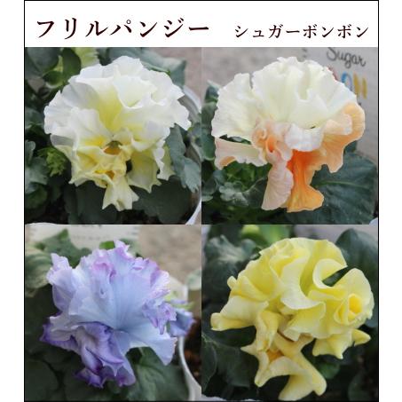 フリル咲きパンジー シュガーボンボン 3.5号 ガルテン湘南 良株 寄せ