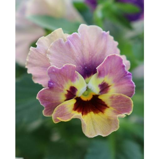 フリル咲きパンジー ペルクレア 3号 花日和 小輪 良株 寄せ植え 花苗