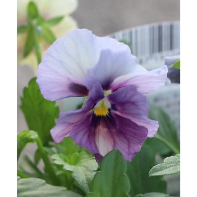 フリル咲きパンジー ペルクレア 3号 花日和 小輪 良株 寄せ植え 花苗