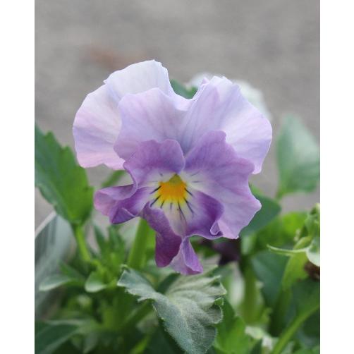 フリル咲きパンジー ペルクレア 3号 花日和 小輪 良株 寄せ植え 花苗