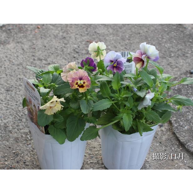 フリル咲きパンジー ペルクレア 3号 花日和 小輪 良株 寄せ植え 花苗