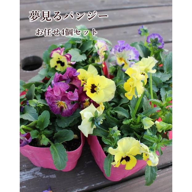 夢見るパンジー 3.5号ポット 花色お任せ4個セット M&Bフローラ 良株