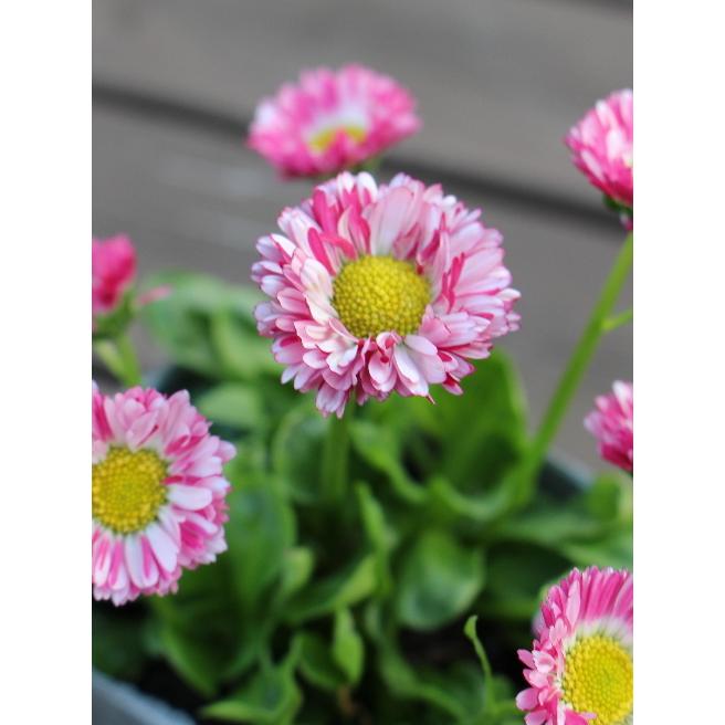 デイジー キャンディポップ 3号ポット 2個セット 良株 寄せ植え 花苗 ガーデニング ギャザリング 見元園芸 Na 161 アグレアーブル花や 通販 Yahoo ショッピング