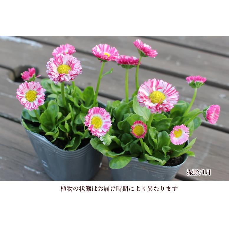 デイジー キャンディポップ 3号ポット 2個セット 良株 寄せ植え 花苗 ガーデニング ギャザリング 見元園芸 Na 161 アグレアーブル花や 通販 Yahoo ショッピング