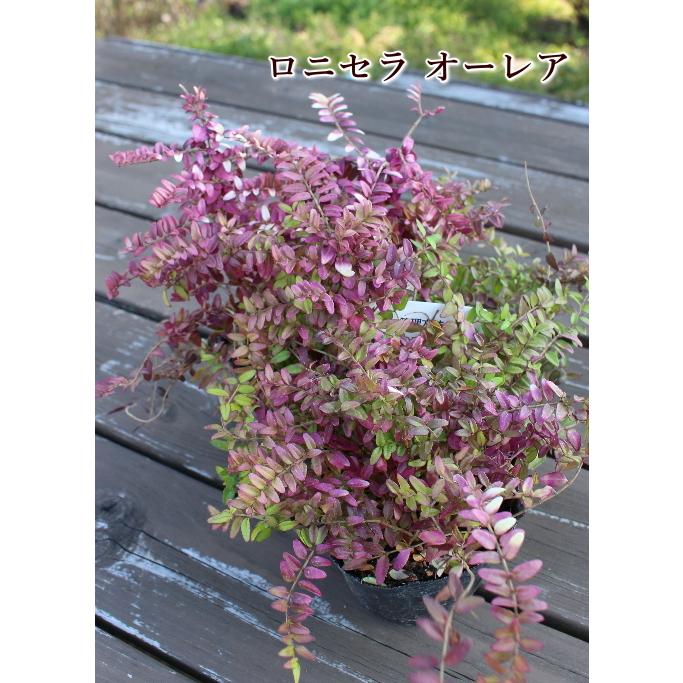 ロニセラ ニティダ オーレア 3号ポット 2個セット 良株 寄せ植え 花苗 ガーデニング シェードガーデン ギャザリング Na 163 アグレアーブル花や 通販 Yahoo ショッピング