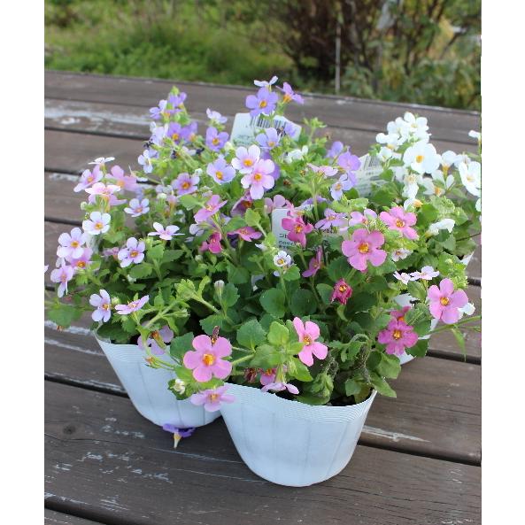 バコパ ステラ 3 5号ポット 2個セット 多年草 草花 良株 寄せ植え 花苗 ガーデニング ギャザリング Na 167 アグレアーブル花や 通販 Yahoo ショッピング