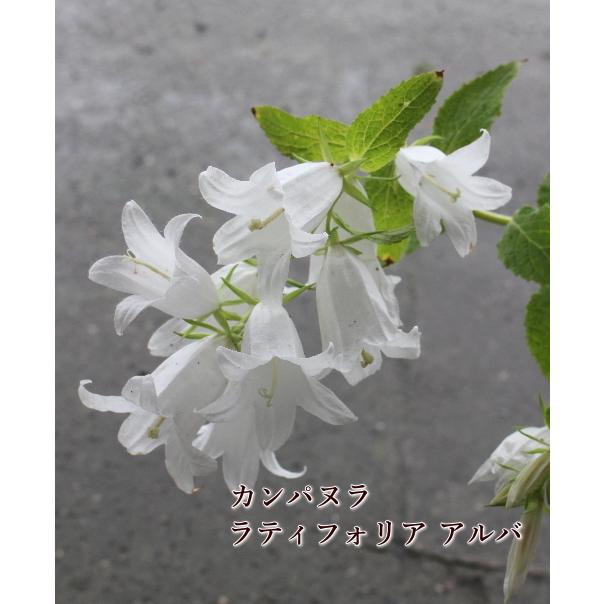 Sale カンパヌラ ラティフォリア アルバ 3 5号苗 宿根草 ベルフラワー 白 Na 173 アグレアーブル花や 通販 Yahoo ショッピング