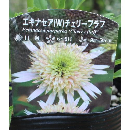 エキナセア チェリーフラフ 宿根草 お洒落なグリーンの花 4号ポット苗