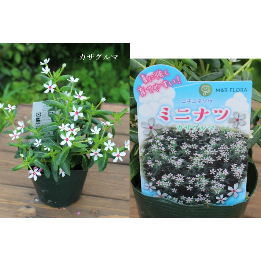 ニチニチソウ 日々草 ビンカ ミニナツ 小輪 花苗 草花 夏の花 一年草 3 5号 2個セット ミヨシ M Bフローラ 寄せ植え リース ハンギング 花壇 Na 7 アグレアーブル花や 通販 Yahoo ショッピング