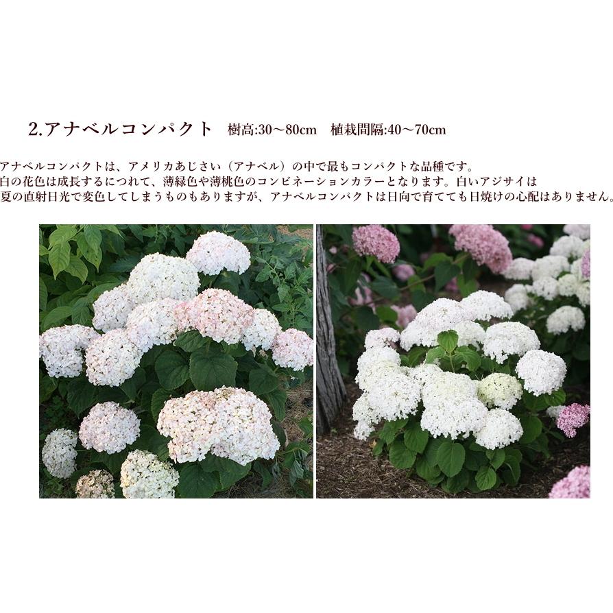 アナベル 花木 新しいアメリカアジサイ 5号苗 落葉低木 花がたわわに咲く カネコ ハクサン プルーブンウィナーズ Na 9 アグレアーブル花や 通販 Yahoo ショッピング