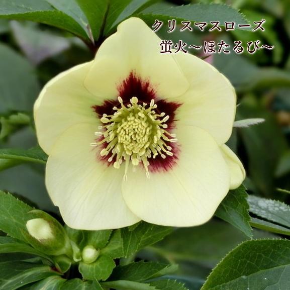 予約商品 11月中旬 順次お届け クリスマスローズ 蛍火 ほたるび 赤塚植物園 伊勢みやびシリーズ 初心者向け 5号 多年草 ガーデニング Na 211 アグレアーブル花や 通販 Yahoo ショッピング