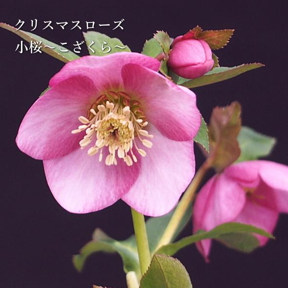 予約商品 11月中旬 順次お届け クリスマスローズ 小桜 こざくら 赤塚植物園 伊勢みやびシリーズ 初心者向け 5号 多年草 ガーデニング Na 215 アグレアーブル花や 通販 Yahoo ショッピング