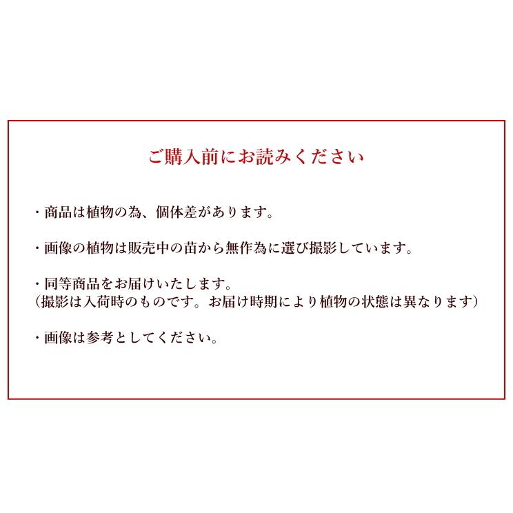 西洋オダマキ アクレイギア 宿根草 常緑性耐寒多年草 3 5号苗 草花 Na 218 アグレアーブル花や 通販 Yahoo ショッピング