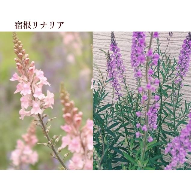 リナリア リナリア 姫金魚草 の花言葉 花の色や種類 名前の意味