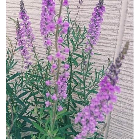 宿根リナリア プルプレア 宿根草 常緑性耐寒多年草 3.5号苗 草花 春