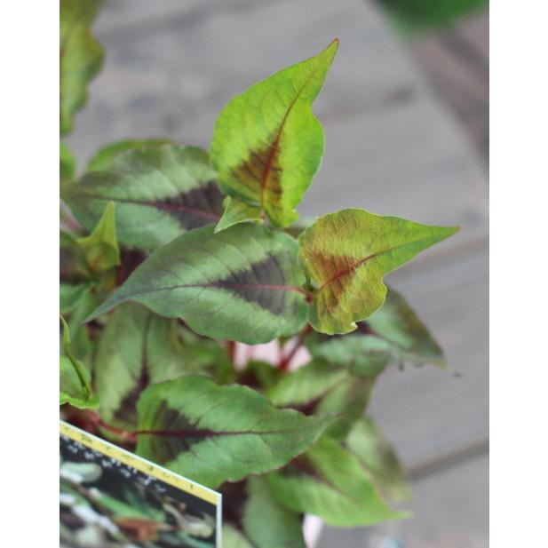 ペルシカリア レッドドラゴン 宿根草 耐寒多年草 3.5号苗 草花 ペルシカリア レッドドラゴン 宿根草 耐寒多年草 3.5号苗 草花