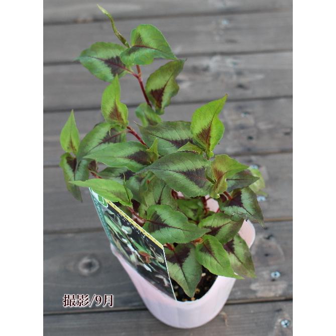 ペルシカリア レッドドラゴン 宿根草 耐寒多年草 3.5号苗 草花 カラー