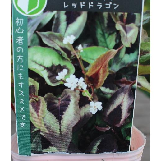 ペルシカリア レッドドラゴン 宿根草 耐寒多年草 3.5号苗 草花 カラー