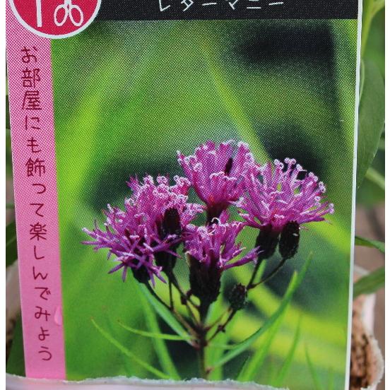 ベルノニア レターマニー 宿根草 耐寒多年草 3 5号苗 Na 231 アグレアーブル花や 通販 Yahoo ショッピング