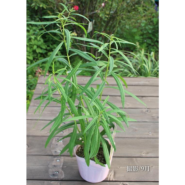 ベルノニア レターマニー 宿根草 耐寒多年草 3 5号苗 Na 231 アグレアーブル花や 通販 Yahoo ショッピング