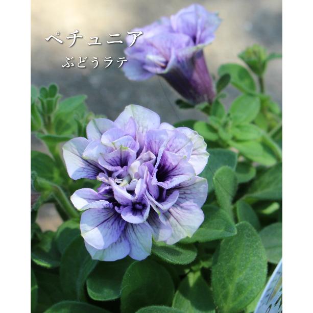 ペチュニア ぶどうラテ 八重咲き 3.5号 草花 夏の花 非耐寒性多年草