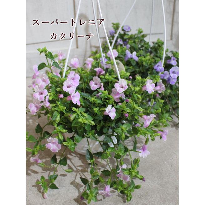 ネペタ ブルードリーム キャットミント 宿根草 常緑性耐寒多年草 3 5号苗 2個セット 草花 春 夏の花 Na 235 アグレアーブル花や 通販 Yahoo ショッピング