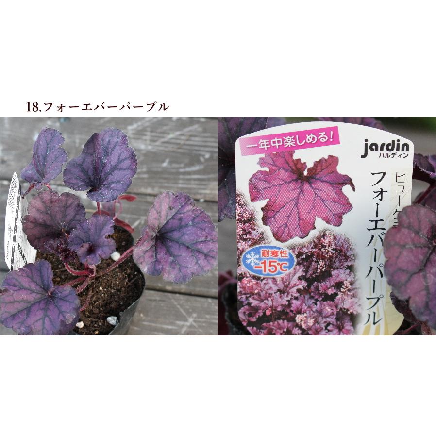 ヒューケラ 宿根草 お洒落なカラーリーフ 寄せ植え 3号 苗 常緑多年草 花壇 シェードガーデン ハルディン Na 236 アグレアーブル花や 通販 Yahoo ショッピング