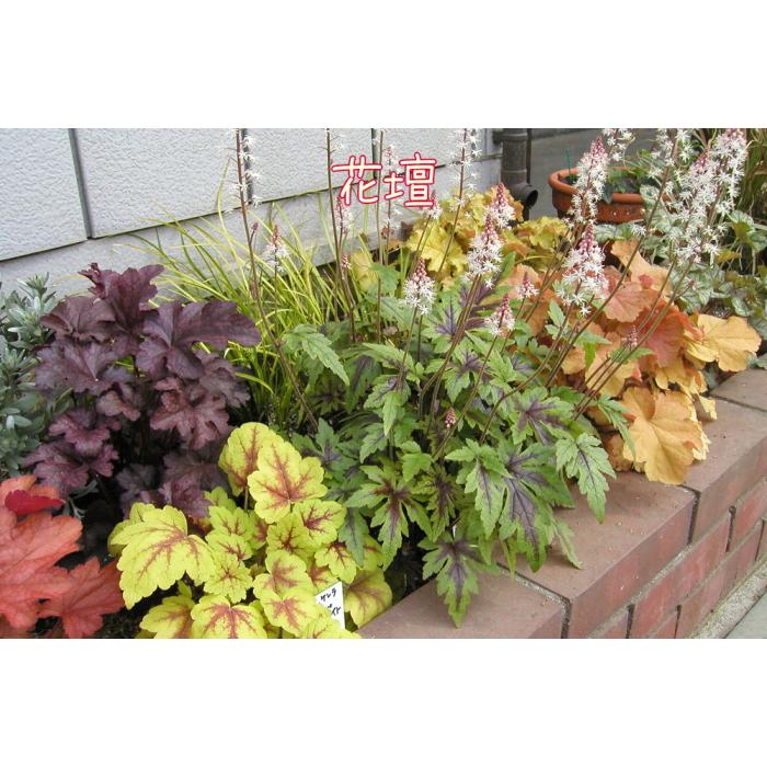 ヒューケラ 宿根草 お洒落なカラーリーフ 寄せ植え 3号 苗 常緑多年草 花壇 シェードガーデン ハルディン Na 236 アグレアーブル花や 通販 Yahoo ショッピング