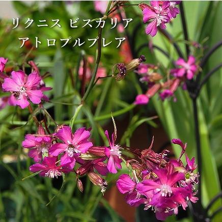 リクニス ビスカリア アトロプルプレア 宿根草 常緑性耐寒多年草 3 5号苗 2個セット 草花 夏の花 Na 243 アグレアーブル花や 通販 Yahoo ショッピング