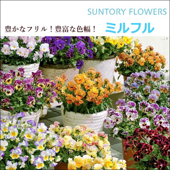 ビオラ ミルフル 3.5号 10.5cm 良株 寄せ植え 花苗 まとめ割