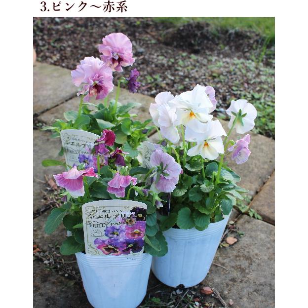 フリル咲きパンジー シエルブリエ 花色お任せ 3号ロング 花日和 良株
