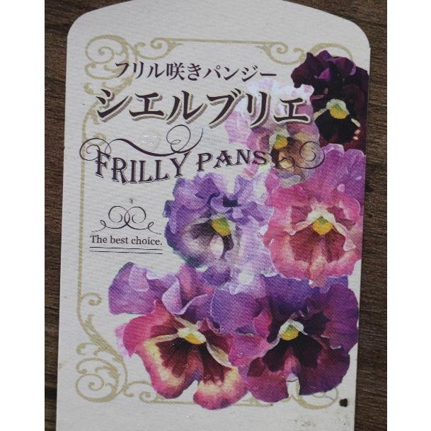 シエルブリエ フリル咲きパンジー 花色お任せ 3 5号 花日和 良株 寄せ植え 花苗 Na 254 アグレアーブル花や 通販 Yahoo ショッピング