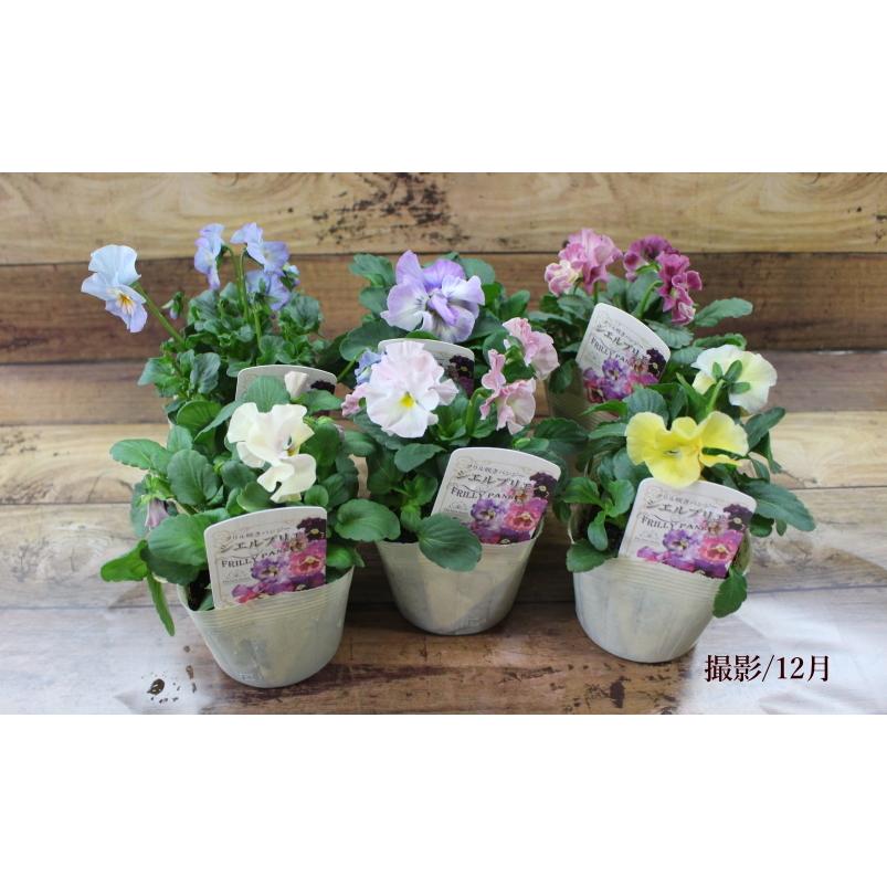 シエルブリエ フリル咲きパンジー 花色お任せ 3 5号 花日和 良株 寄せ植え 花苗 Na 254 アグレアーブル花や 通販 Yahoo ショッピング