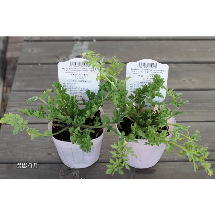 ポピー パンドラ 希少 3号 2個セット Na 266 アグレアーブル花や 通販 Yahoo ショッピング