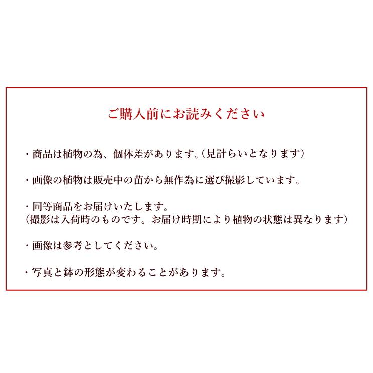 予約商品【2026年3月上旬〜入荷予定】ベビーティアーズシート 25cm