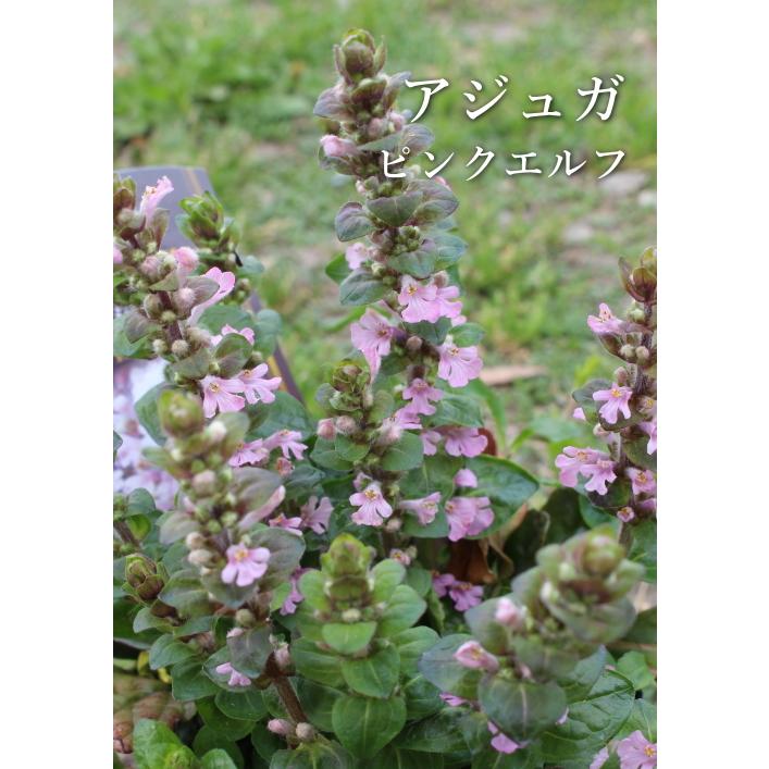 アジュガ ピンクエルフ 3 5号 グランドカバー 下草 林園芸 Na 279 アグレアーブル花や 通販 Yahoo ショッピング