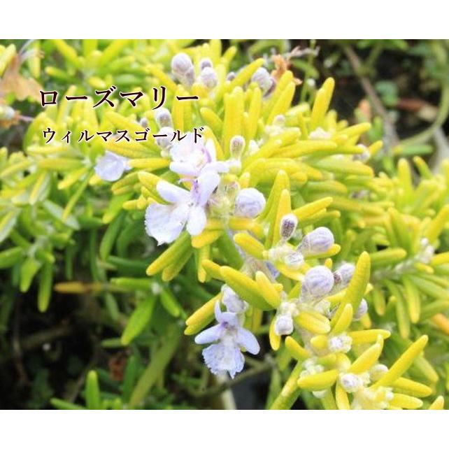 ローズマリー様 リクエスト 5点 まとめ商品 リーブ直販┃ローズマリフレ(60粒入) ┃薄毛・抜け毛の悩みはリーブ